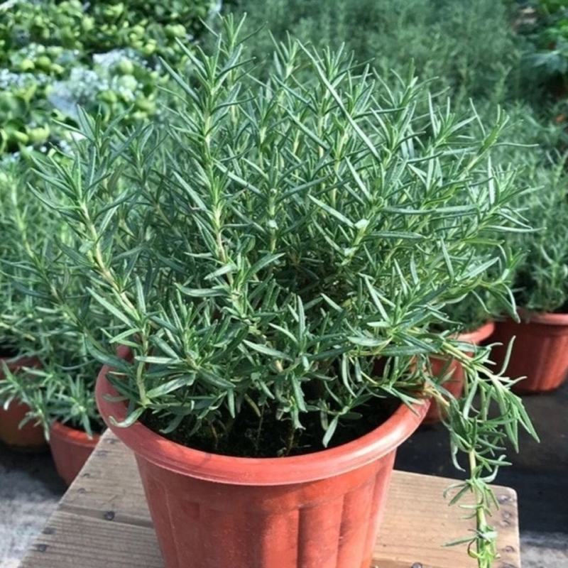 迷迭香绿植盆栽可食用四季常青室内植物净化空气防蚊驱
