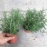 迷迭香绿植盆栽可食用四季常青室内植物净化空气防蚊驱