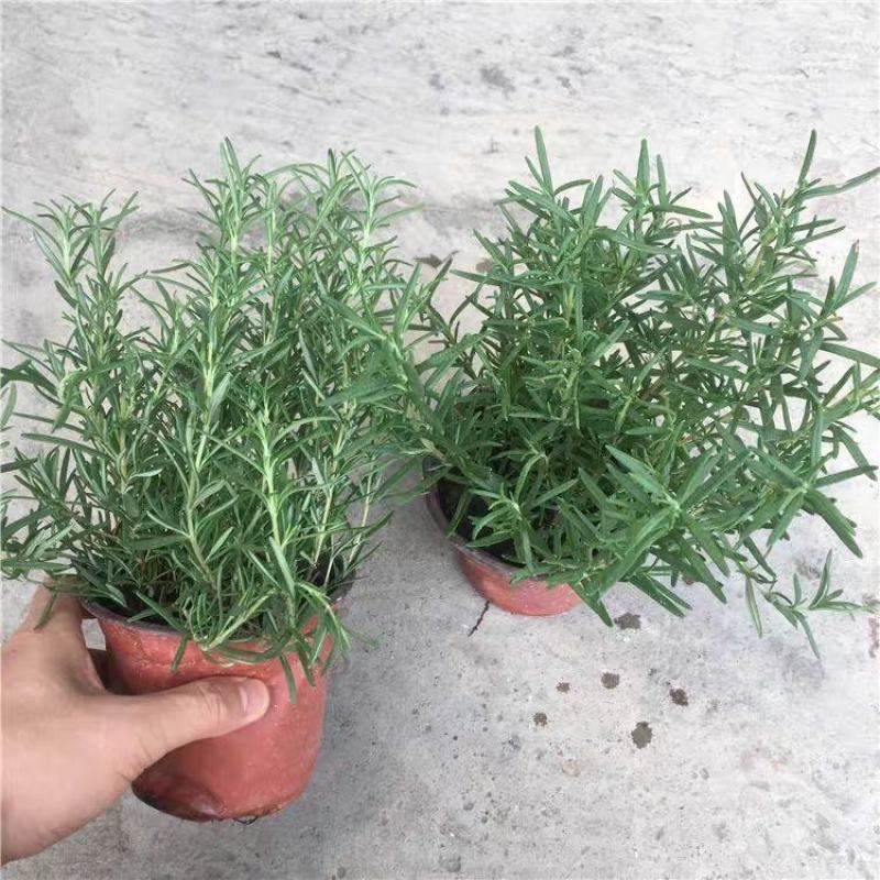 迷迭香绿植盆栽可食用四季常青室内植物净化空气防蚊驱