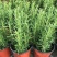 迷迭香绿植盆栽可食用四季常青室内植物净化空气防蚊驱