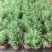 迷迭香绿植盆栽可食用四季常青室内植物净化空气防蚊驱