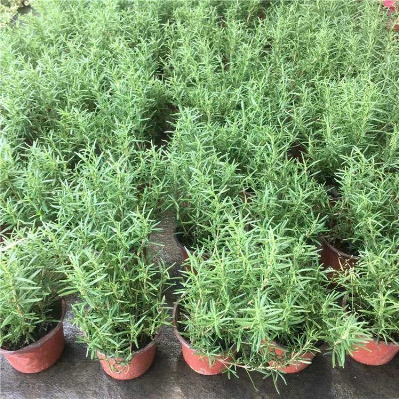 迷迭香绿植盆栽可食用四季常青室内植物净化空气防蚊驱