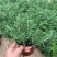 迷迭香绿植盆栽可食用四季常青室内植物净化空气防蚊驱