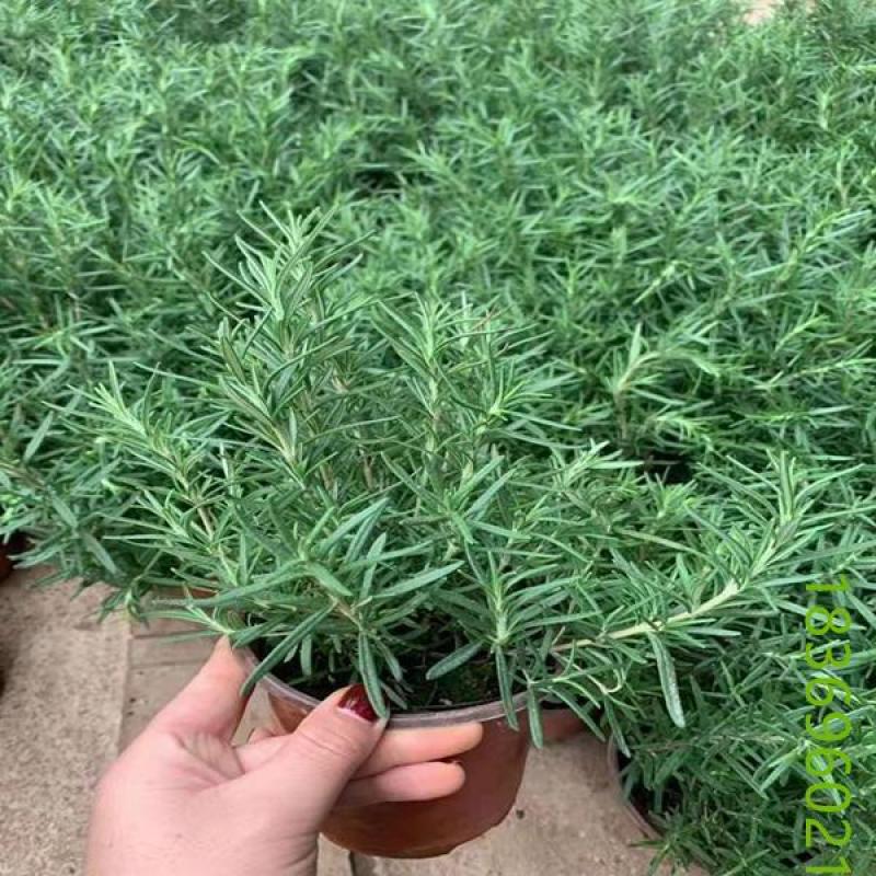 迷迭香绿植盆栽可食用四季常青室内植物净化空气防蚊驱