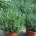 迷迭香绿植盆栽可食用四季常青室内植物净化空气防蚊驱