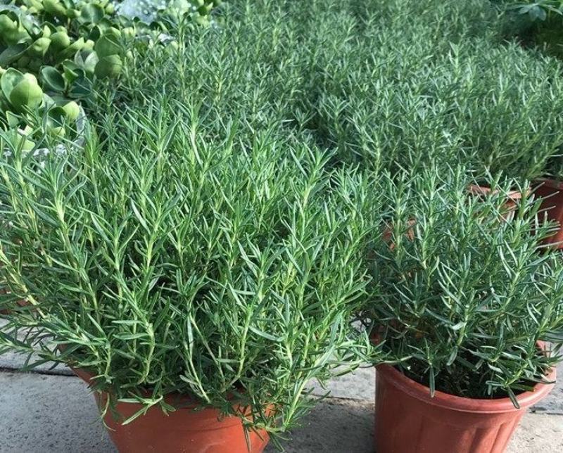 迷迭香绿植盆栽可食用四季常青室内植物净化空气防蚊驱
