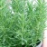 迷迭香绿植盆栽可食用四季常青室内植物净化空气防蚊驱