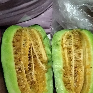 博洋91，博洋61，绿宝石，子麻密，产地直供，大量供应