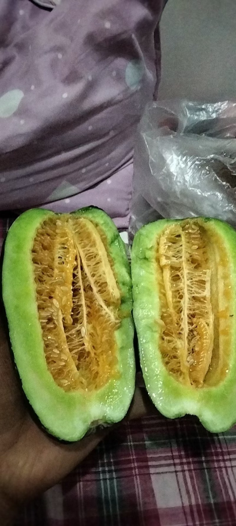 博洋91，博洋61，绿宝石，子麻密，产地直供，大量供应