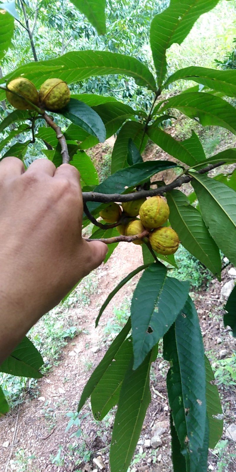 大别山山核桃现货大量有货