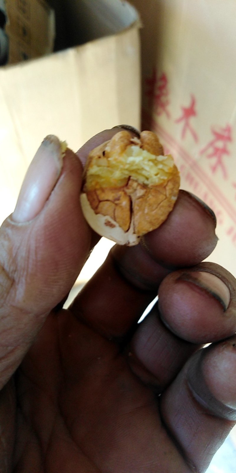 大别山山核桃现货大量有货