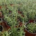 迷迭香盆栽驱蚊草绿植盆景花卉可食用净化空气四季常青阳台室