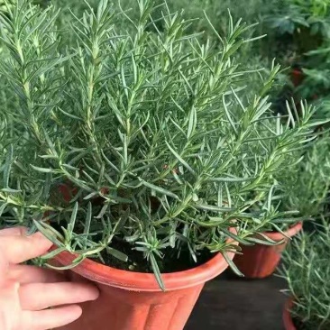迷迭香盆栽驱蚊草绿植盆景花卉可食用净化空气四季常青阳台室