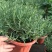 迷迭香盆栽驱蚊草绿植盆景花卉可食用净化空气四季常青阳台室