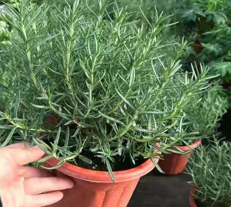 迷迭香盆栽驱蚊草绿植盆景花卉可食用净化空气四季常青阳台室