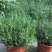 迷迭香盆栽驱蚊草绿植盆景花卉可食用净化空气四季常青阳台室