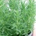 迷迭香盆栽驱蚊草绿植盆景花卉可食用净化空气四季常青阳台室