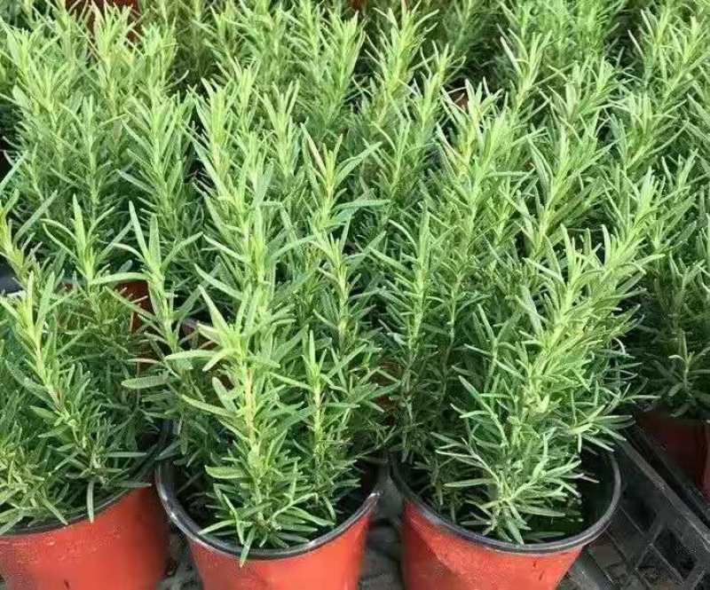 迷迭香盆栽驱蚊草绿植盆景花卉可食用净化空气四季常青阳台室