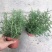 迷迭香盆栽驱蚊草绿植盆景花卉可食用净化空气四季常青阳台室