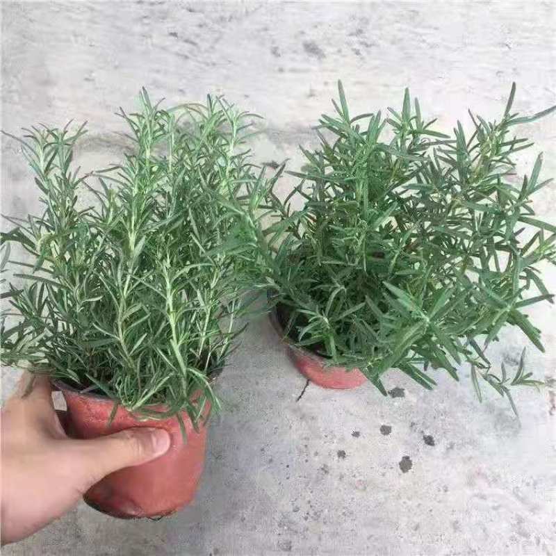 迷迭香盆栽驱蚊草绿植盆景花卉可食用净化空气四季常青阳台室
