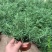 迷迭香盆栽驱蚊草绿植盆景花卉可食用净化空气四季常青阳台室
