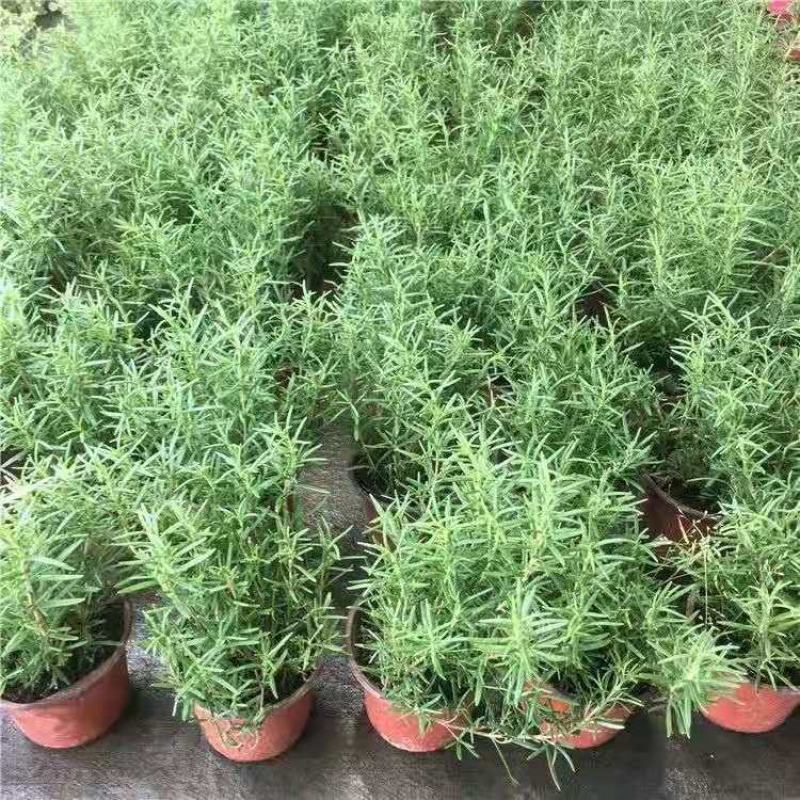 迷迭香盆栽驱蚊草绿植盆景花卉可食用净化空气四季常青阳台室