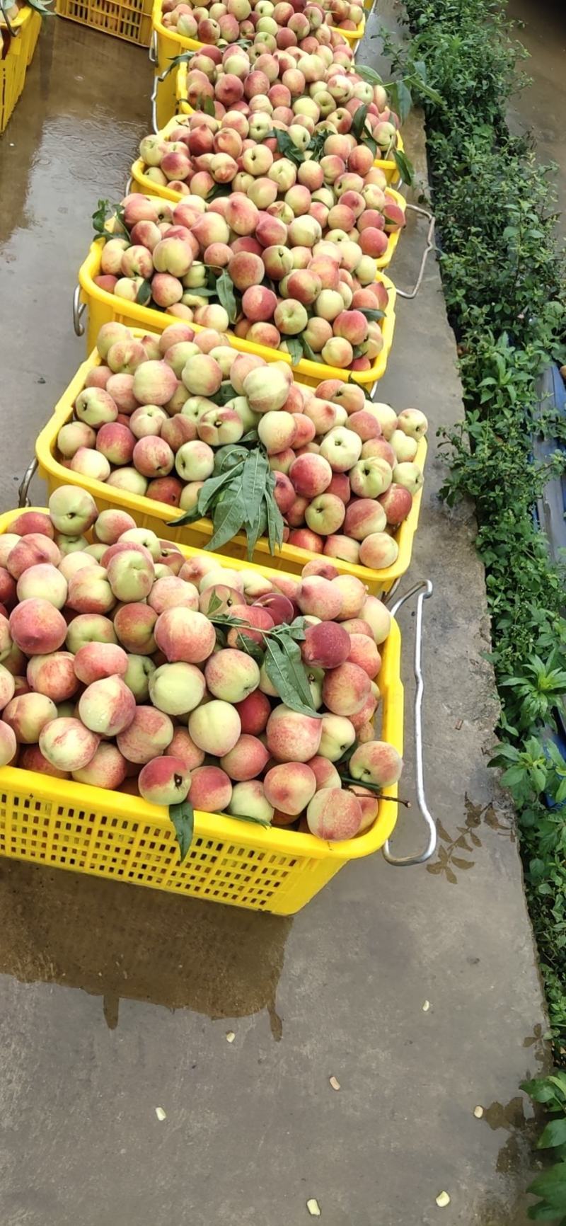 广西桂林黄桃黄桃罐头原料