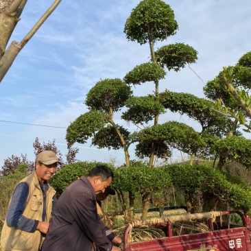 自家1-4米精品小叶女贞造型苗圃，大量供应