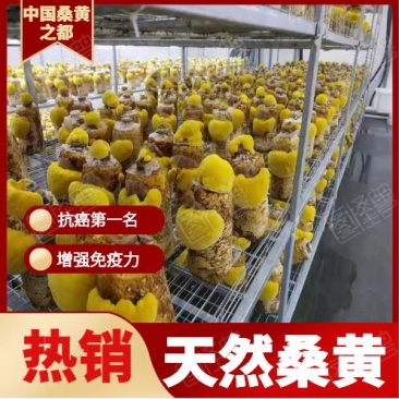 大量销售纯桑木桑黄菌包大量上市品质保证