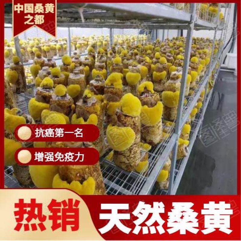 大量销售纯桑木桑黄菌包大量上市品质保证