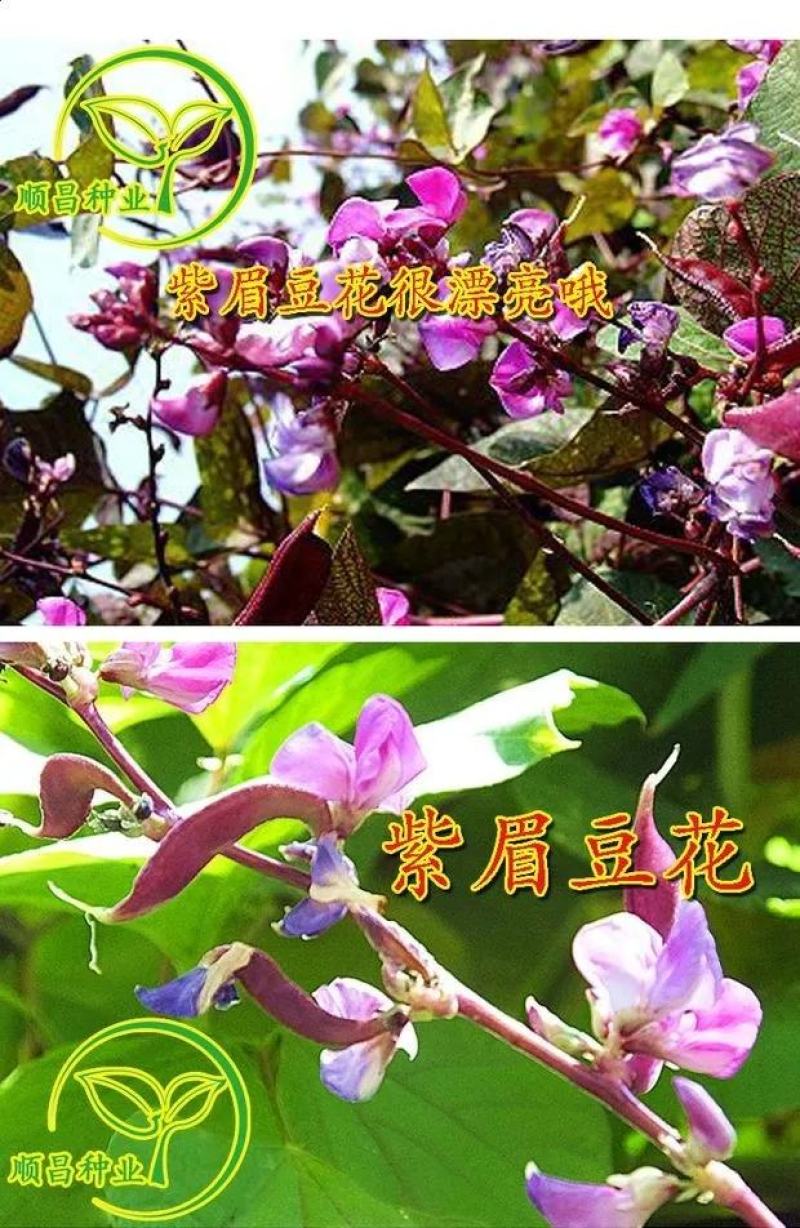 红遍天扁豆种子早熟80天，红扁豆种子，500克，