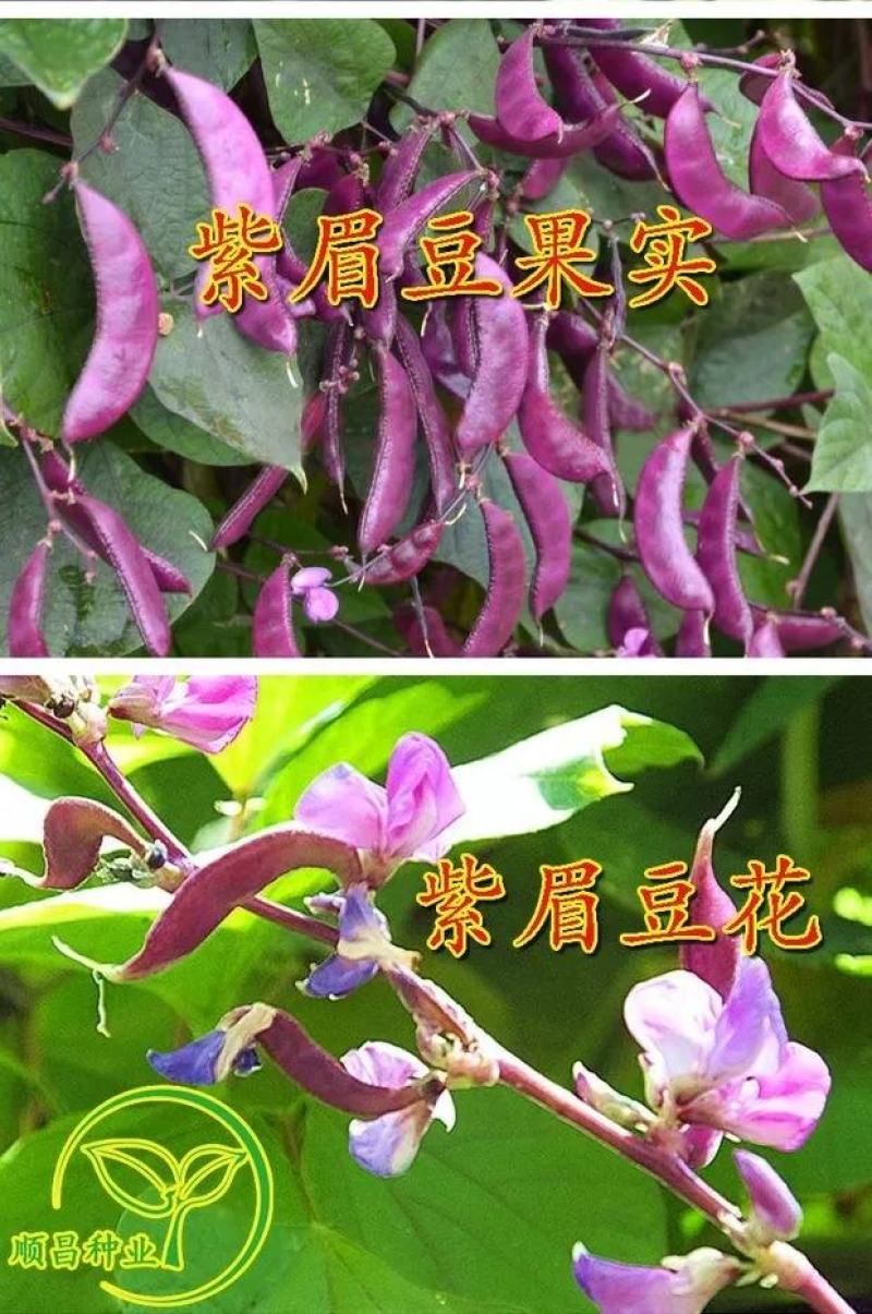 红遍天扁豆种子早熟80天，红扁豆种子，500克，