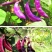 红遍天扁豆种子早熟80天，红扁豆种子，500克，