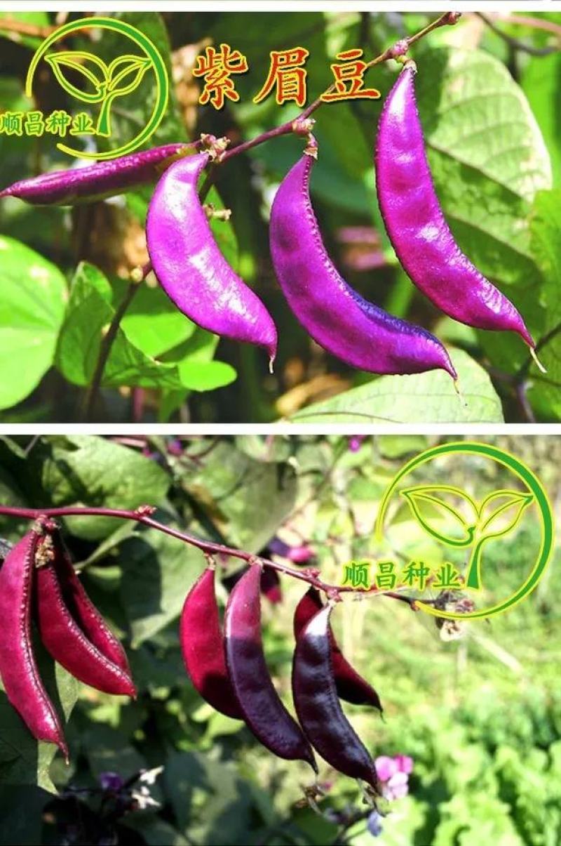 红遍天扁豆种子早熟80天，红扁豆种子，500克，