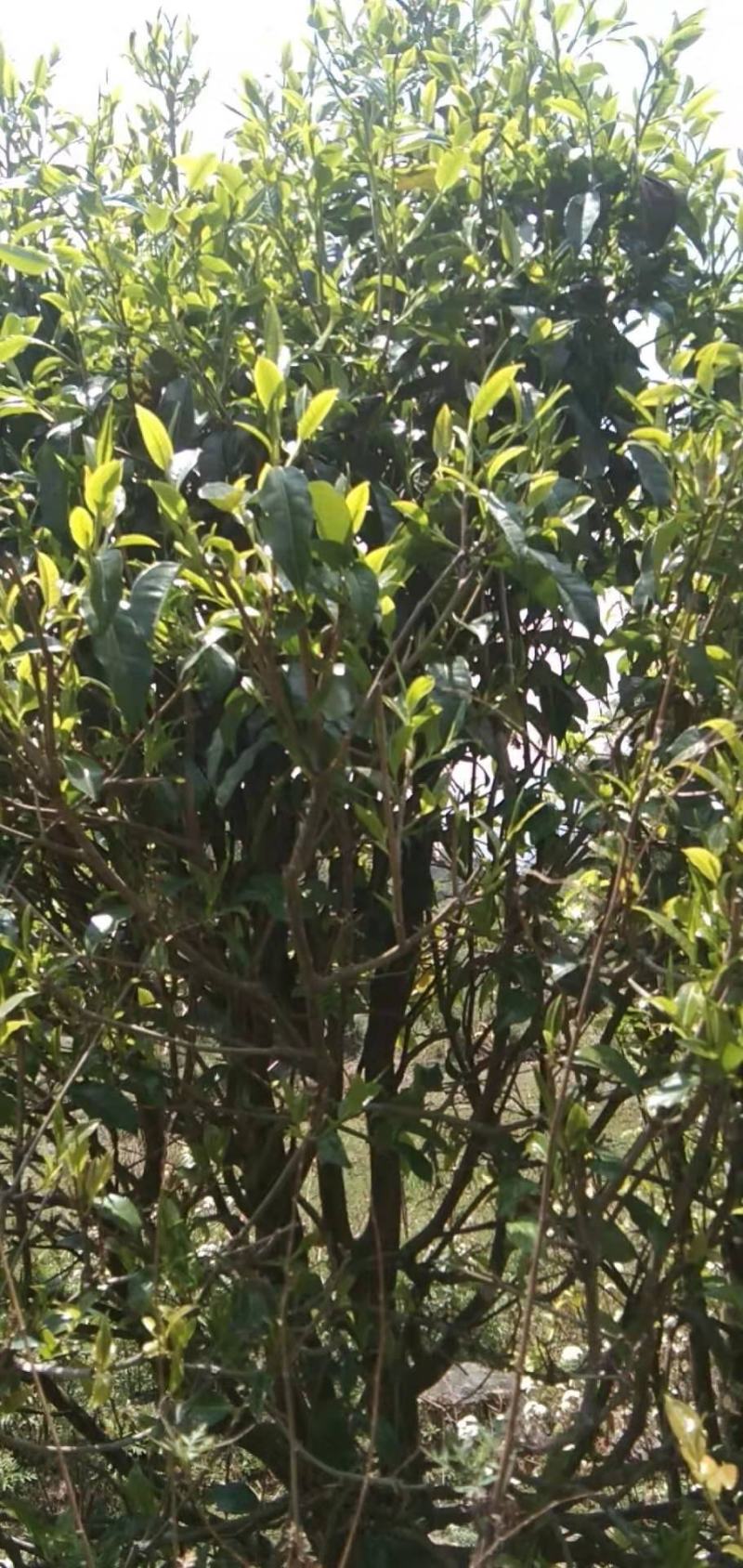 野生山茶