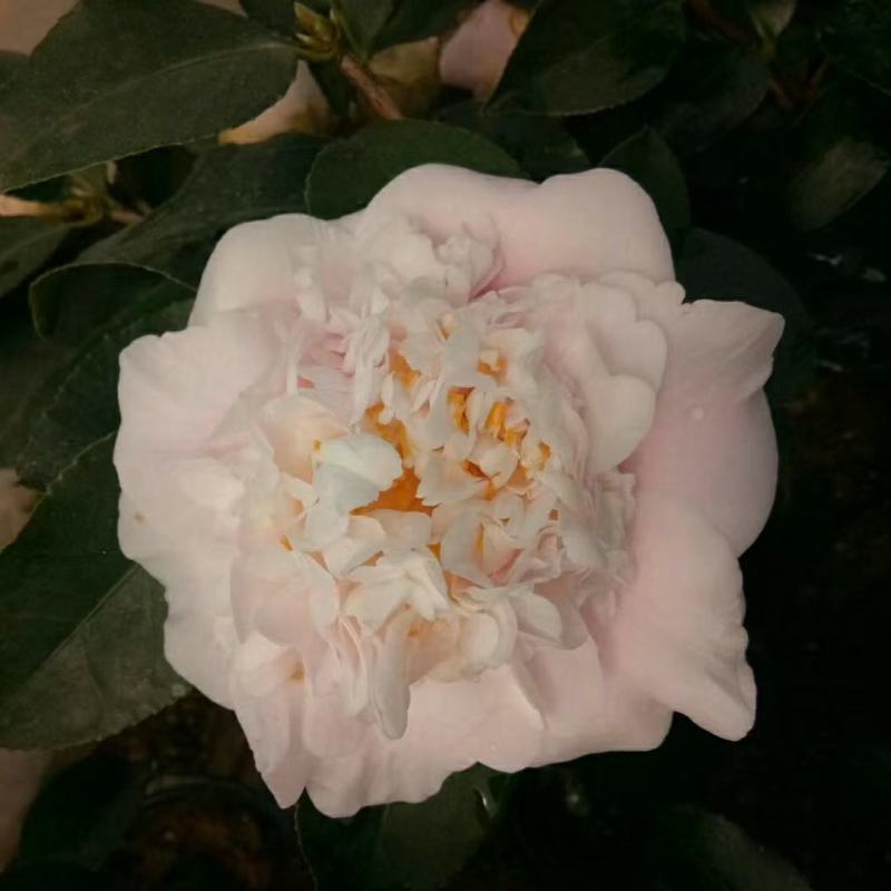 名贵稀有品种茶花：【牧童之神】