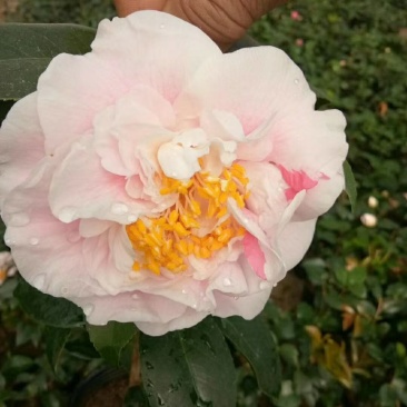 名贵稀有品种茶花：【牧童之神】