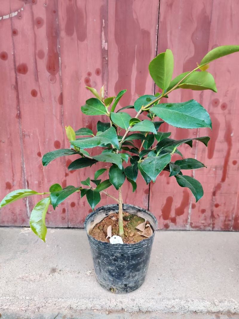 名贵稀有品种茶花：【牧童之神】