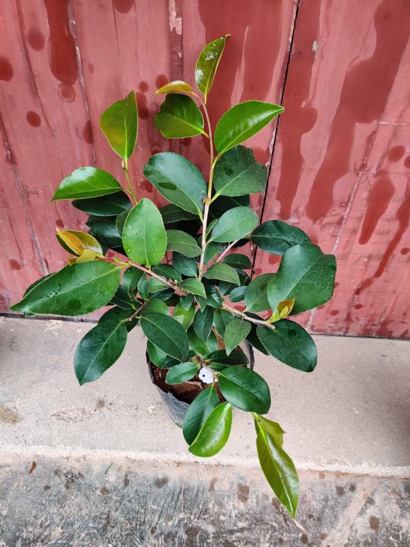 名贵稀有品种茶花：【牧童之神】