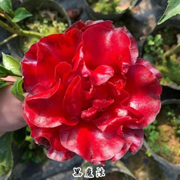 名贵稀有品种茶花：【黑魔法】