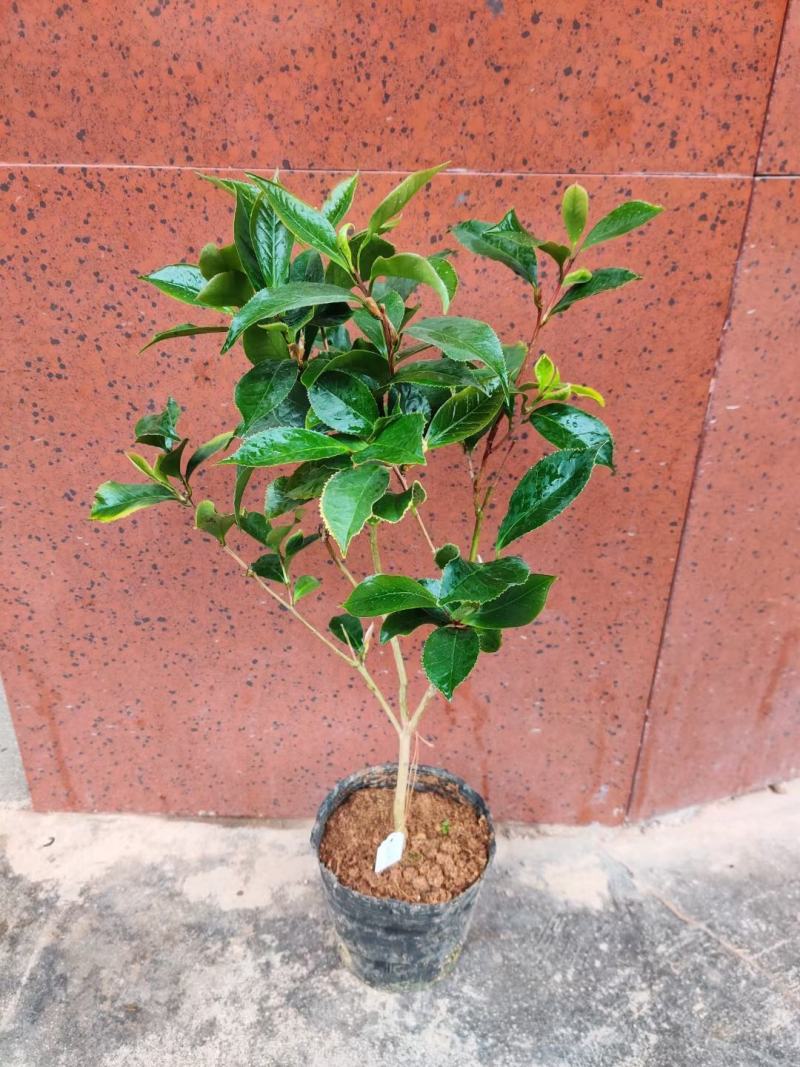 名贵稀有品种茶花：【黑魔法】