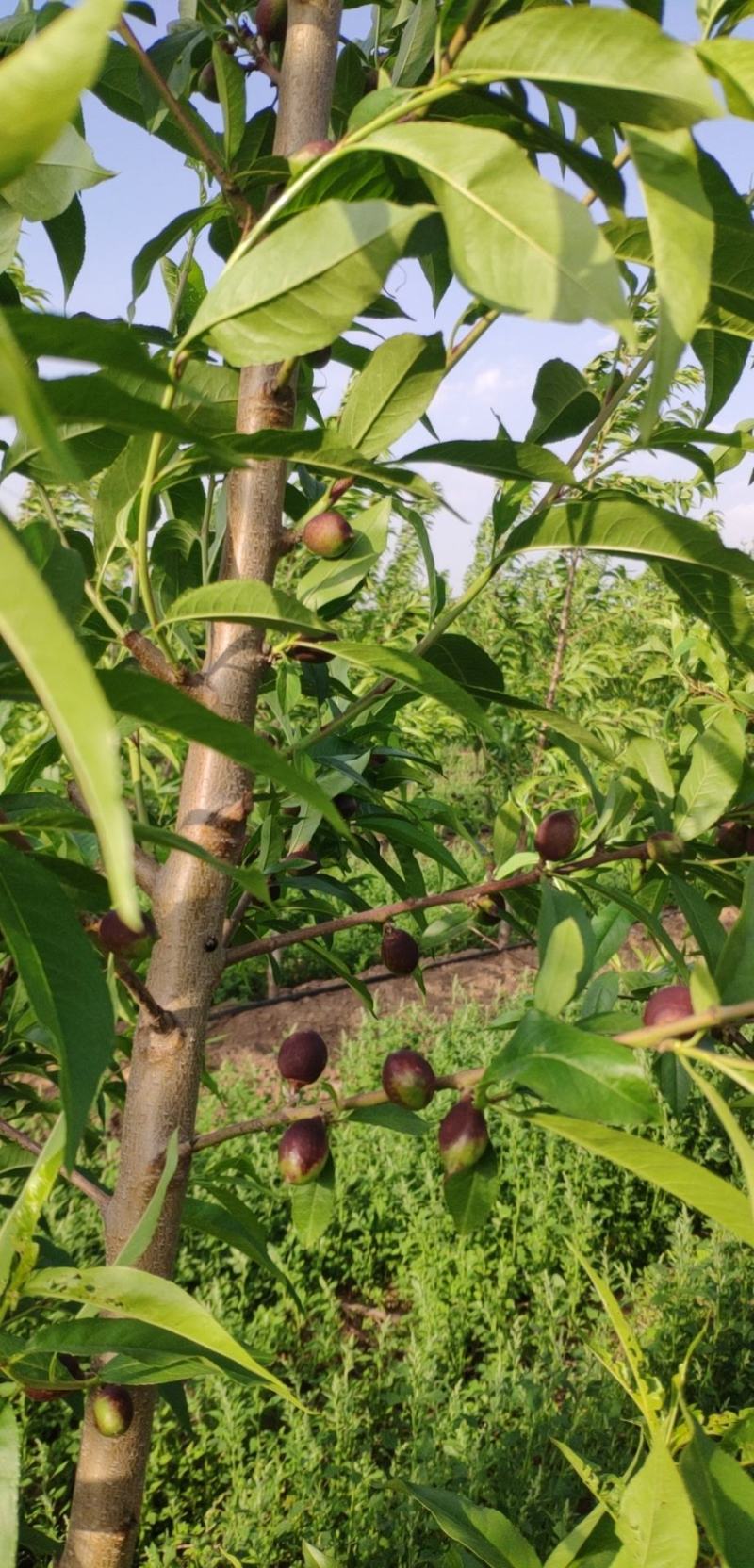 珍珠枣油桃