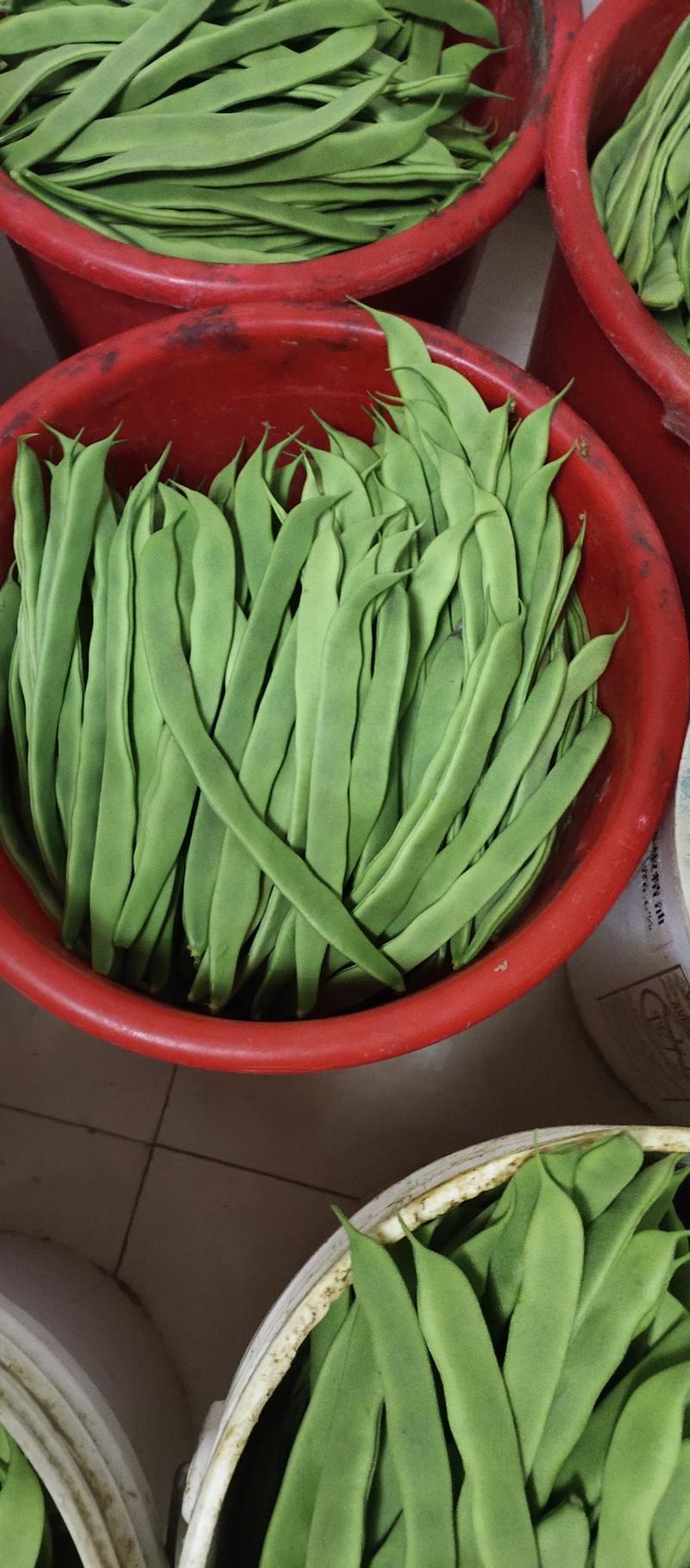 山东莘县精品扁豆，大量上市，代收代发全国各地，包装齐全