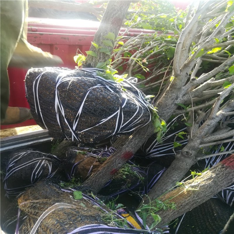 木槿，木槿树，红花木槿批发供应，青藤农业