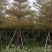 锦叶榄仁花叶榄仁米径10公分-13公分都有售