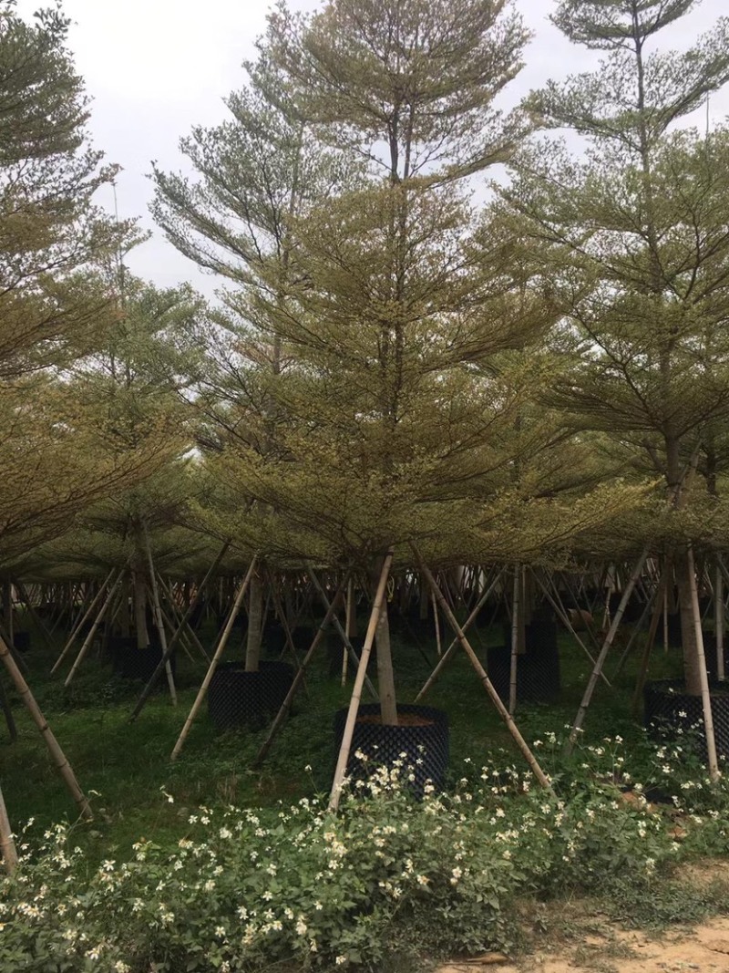 锦叶榄仁花叶榄仁米径10公分-13公分都有售