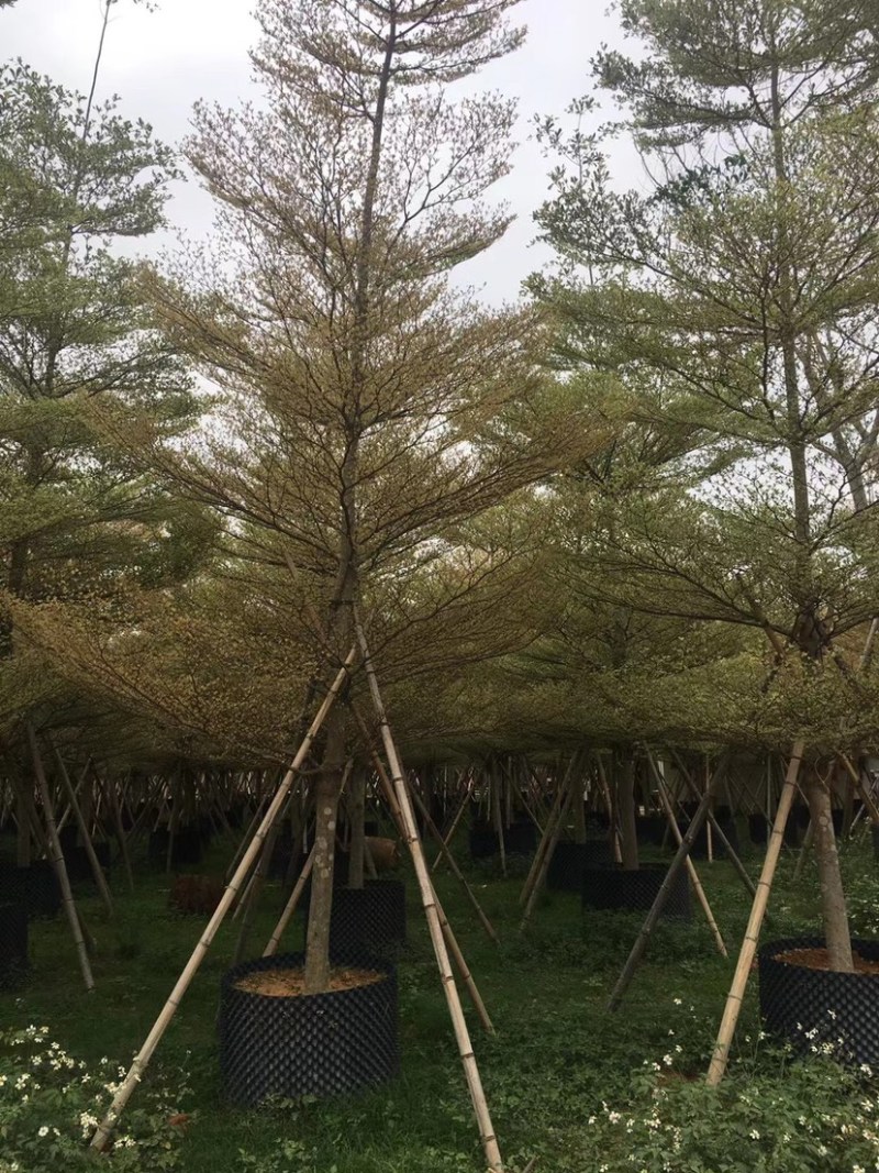 锦叶榄仁花叶榄仁米径10公分-13公分都有售