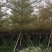 锦叶榄仁花叶榄仁米径10公分-13公分都有售