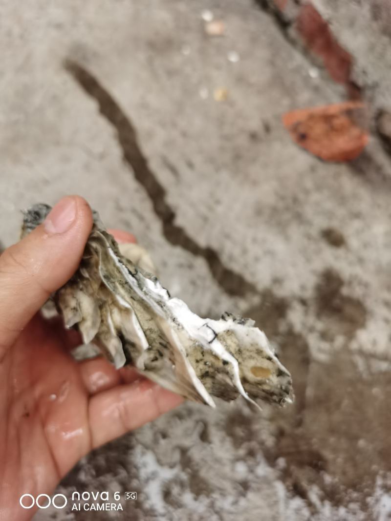 价靓肉肥，广西三倍体