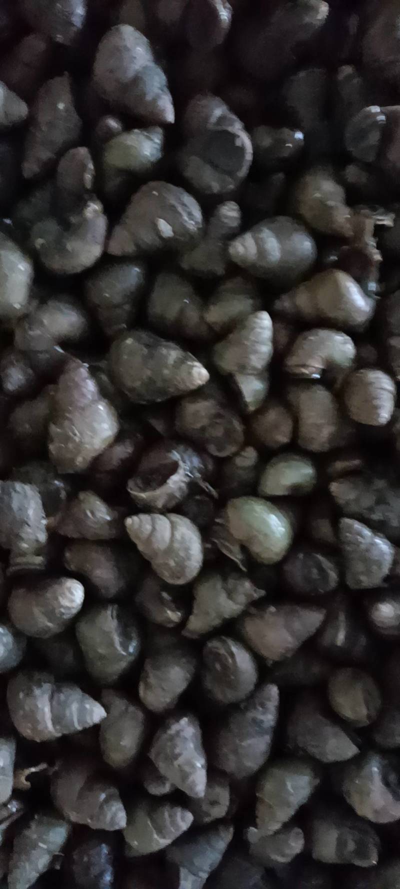 潜江养殖薄壳螺蛳，豹头多且大，有各种规格，服务新老客户